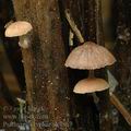 Psathyrella_typhae_ak4867