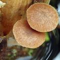 Psathyrella_typhae_ak5610