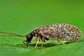 Psectra_diptera_jk7025s
