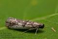 Pseudacrobasis_tergestella_cp2569s
