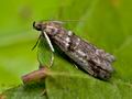 Pseudacrobasis_tergestella_jc9731s