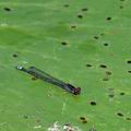 Pseudagrion_hamoni_bb9213