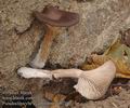 Pseudoclitocybe_cyathiformis_a8070