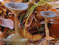 Pseudoclitocybe_cyathiformis_a8222