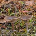 Pseudoclitocybe_cyathiformis_be4908