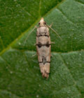 Pseudococcyx_tessulatana_ji3736s