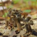 Pseudocraterellus_sinuosus_be3295