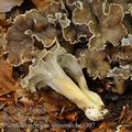 Pseudocraterellus_sinuosus_be3307