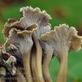 Pseudocraterellus_sinuosus_be3321