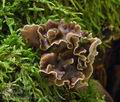 Pseudocraterellus_sinuosus_bv0779