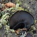 Pseudoplectania_vogesiaca_aj8759