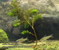 Pseudorasbora_parva_r022643