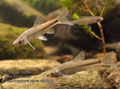 Pseudorasbora_parva_r062675