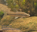Pseudorasbora_parva_r062681