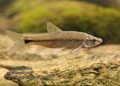 Pseudorasbora_parva_r062696