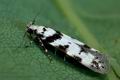 Pseudotelphusa_scalella_cc8919s