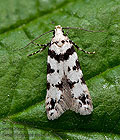 Pseudotelphusa_scalella_jg9558s