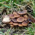 Psilocybe_bullacea_bd0111