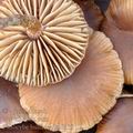 Psilocybe_bullacea_bd0119