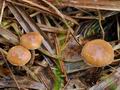 Psilocybe_inquilina_br5982