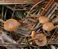 Psilocybe_inquilina_br5987