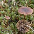 Psilocybe_montana_a8896