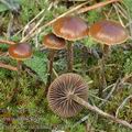 Psilocybe_montana_a8900