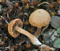 Psilocybe_montana_bm4651