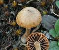 Psilocybe_montana_bm4652