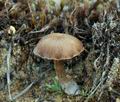 Psilocybe_montana_bm4657