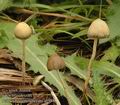 Psilocybe_semilanceata_a5988