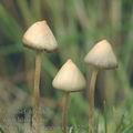 Psilocybe_semilanceata_aj1322