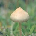 Psilocybe_semilanceata_aj1328