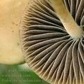 Psilocybe_semilanceata_aj1337