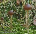 Psilocybe_turficola_ac7276