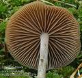 Psilocybe_turficola_ac7279