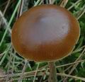 Psilocybe_turficola_ac7308