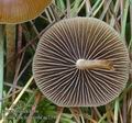 Psilocybe_turficola_ac7311