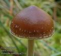 Psilocybe_turficola_ac7314