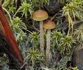 Psilocybe_turficola_bs7707