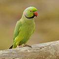 Psittacula_krameri_hg5142