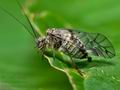 Psococerastis_gibbosa_ce1601s