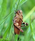 Psophus_stridulus_af6042