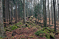Ptačí stěna_j0474s