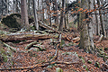 Ptačí stěna_j0508