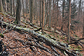Ptačí stěna_j0509