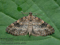 Pterapherapteryx_sexalata_ct4263s