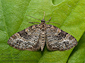 Pterapherapteryx_sexalata_ct5033s