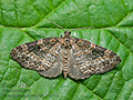 Pterapherapteryx_sexalata_cv3713s