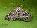 Pterapherapteryx_sexalata_cv4458s